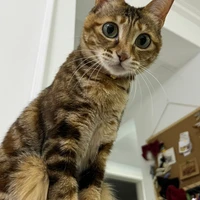 cheng's profile picture