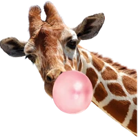 ZOO's profile picture