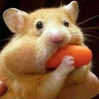 Chenyu Zhao's profile picture