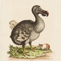 Dodo Robotics's profile picture