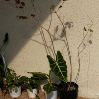 Seunghyuk Oh's profile picture