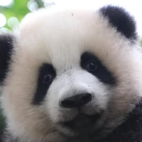 Weizhong Huang's profile picture