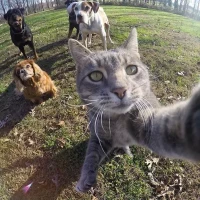 MeowML's profile picture
