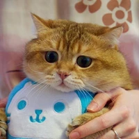 Mikhail Chernyavsky's profile picture