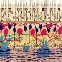 Eulerlab, University of Tübingen's profile picture